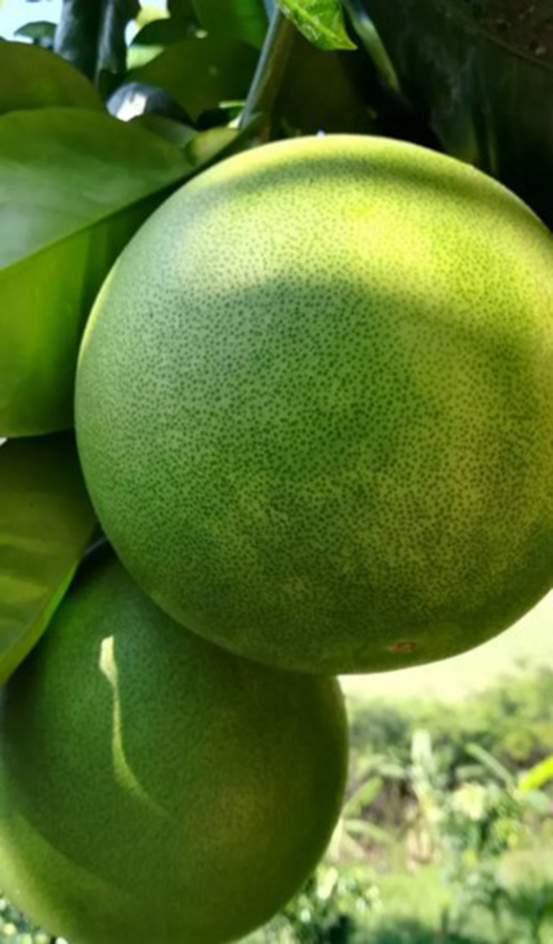 1502091391109817.jpg 3.JPG