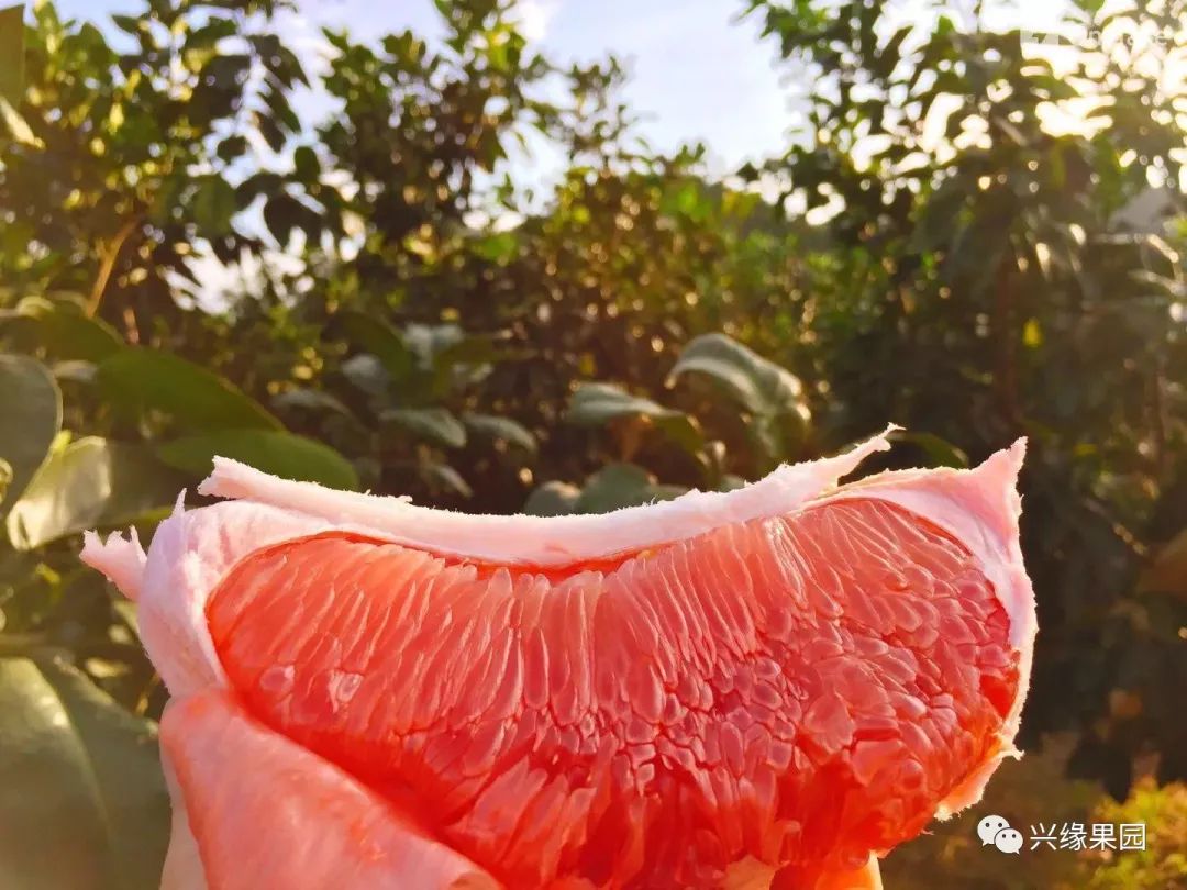 1738911747833740.jpg 4.jpg