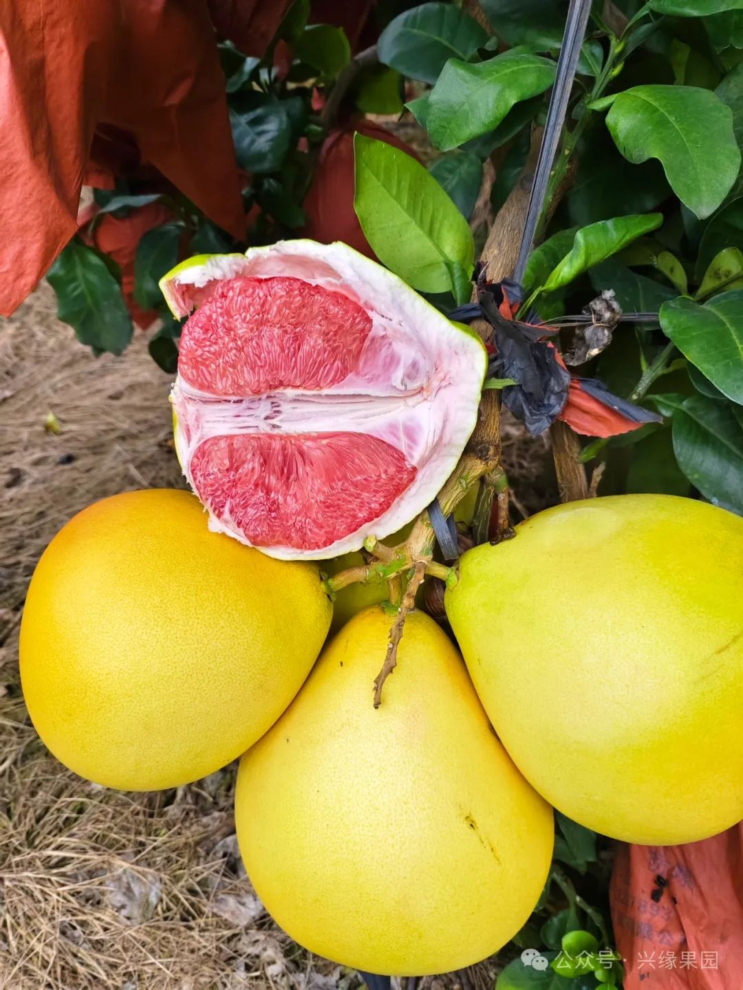 1738911769205046.jpg 4-1.jpg